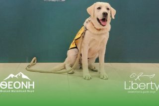 THEONI LIBERTY DOG
